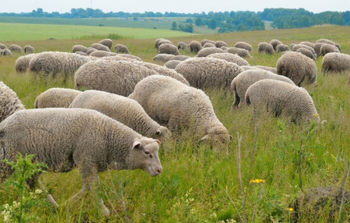 Dagestaanse schapen