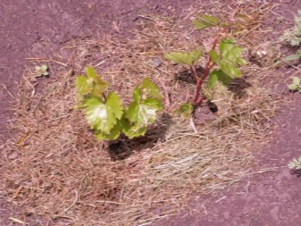 De nuances van de zorg voor druiven in het eerste jaar van planten