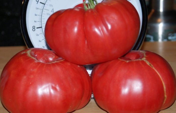 De tomatensoort “Sugar Pudovichok” is aangenaam en gezond in één groente onder een rood-frambozenverpakking