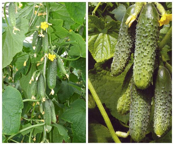 Het meest: de beste hybriden van komkommers van het landbouwbedrijf "Gavrish"