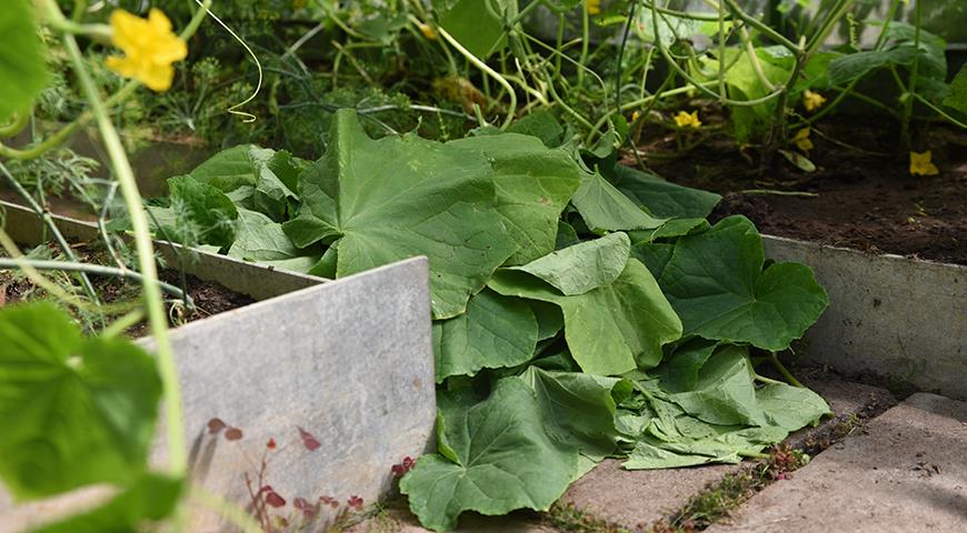 Hoe het komkommerseizoen te verlengen: alle geheimen van professionele tuiniers
