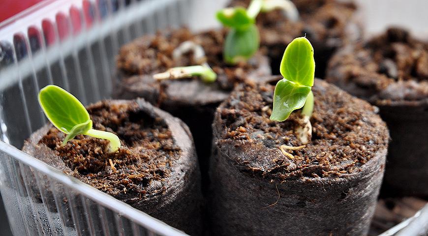 Hoe komkommerzaailingen in turftabletten te kweken: een stapsgewijze masterclass met een foto
