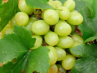 Hoe ver uit elkaar moeten druiven worden geplant?