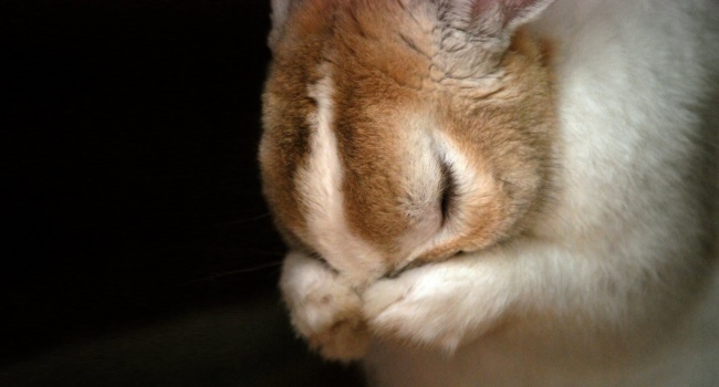 Infectieuze stomatitis (natte snuit, bijten) bij konijnen