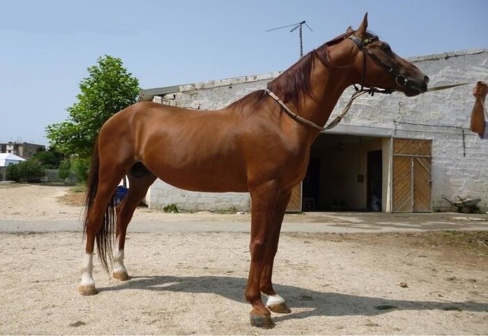 Karabach-paardenras