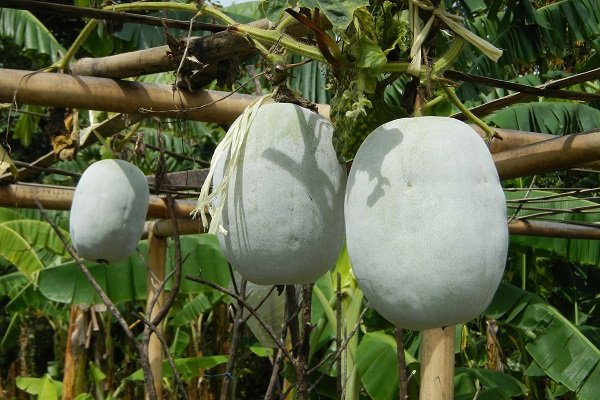 Kenmerken en variëteiten van witte pompoen