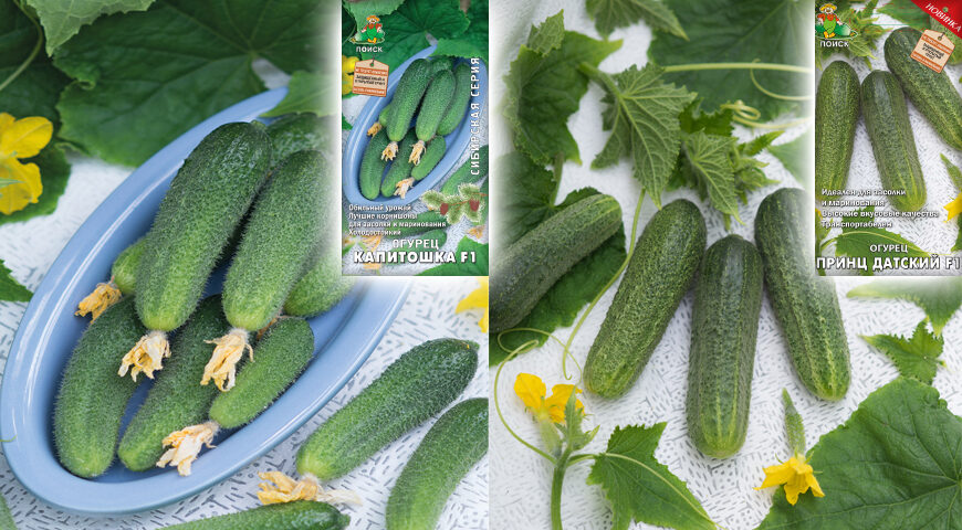 Kiezen van komkommervariëteiten voor uw site – stapsgewijze instructies