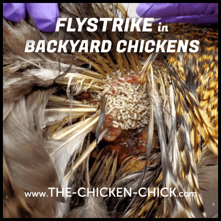 Kippen: Wormen verwijderen bij kippen