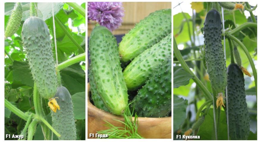 Komkommers in trossen: de meest productieve variëteiten en hybriden van boskomkommers voor kassen en volle grond