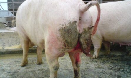Niet-overdraagbare ziekten bij varkens