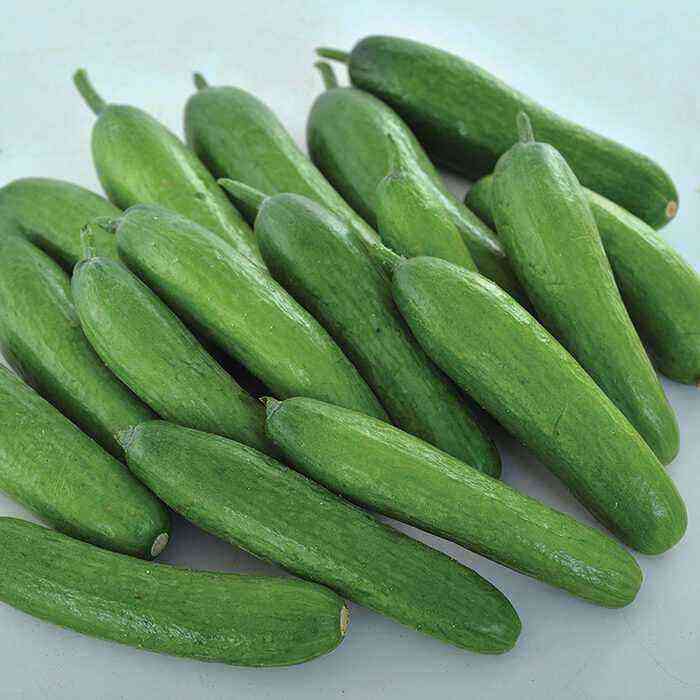Nieuwe productieve hybriden van komkommers