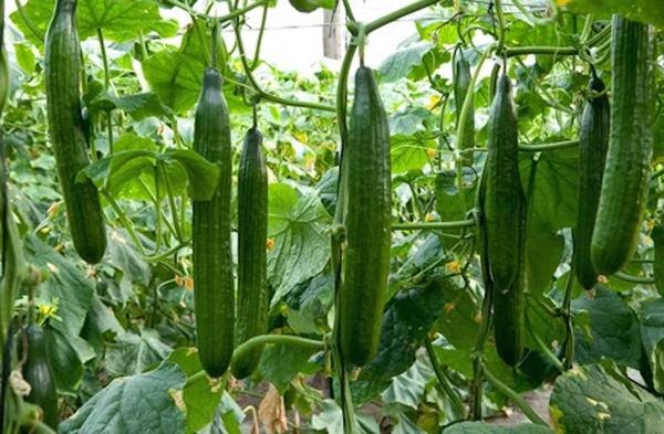 Ongebruikelijke komkommers en hun exotische familieleden
