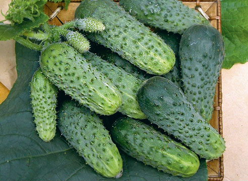 Persoonlijke ervaring met het kweken van komkommers en de keuze van variëteiten van Larisa Maslova