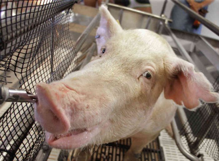Regels en voorschriften voor het houden van varkens