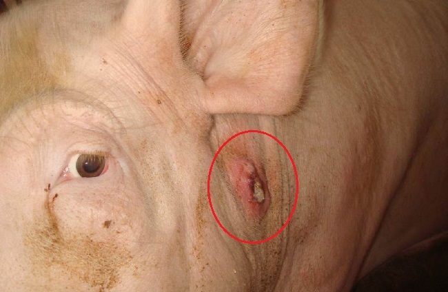 Rode vlekken op de huid van varkens