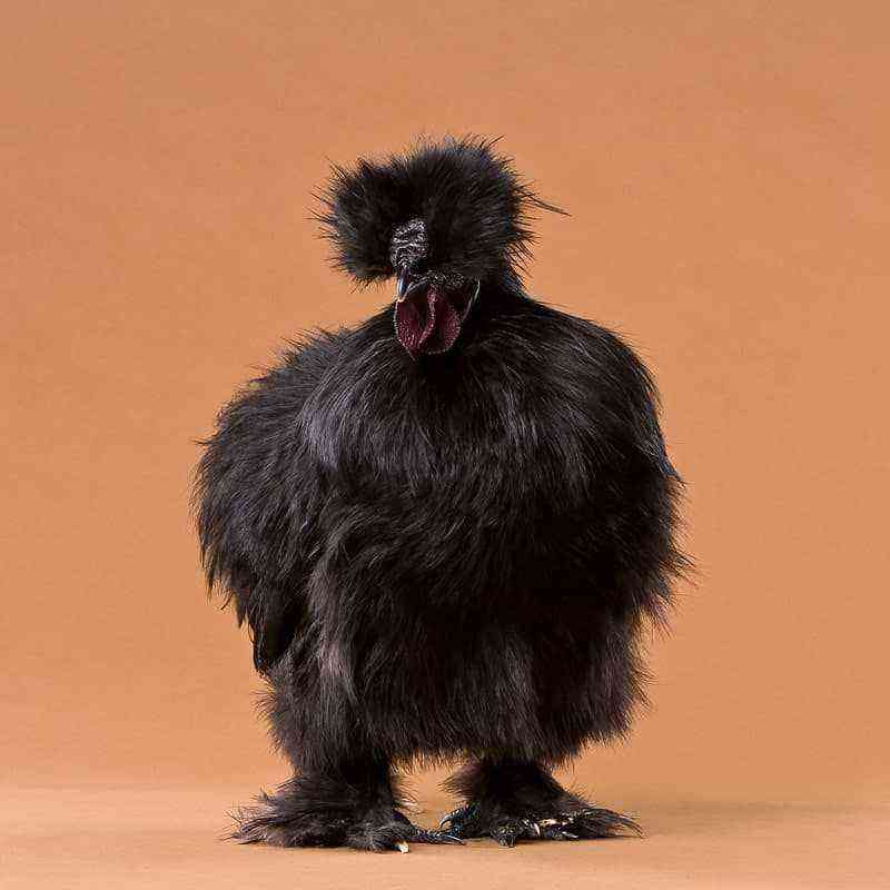 Russisch kippenras met zwarte baard