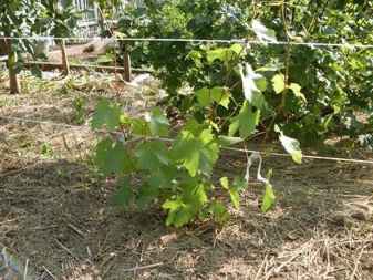 Snoeien van druiven in het eerste jaar van aanplant