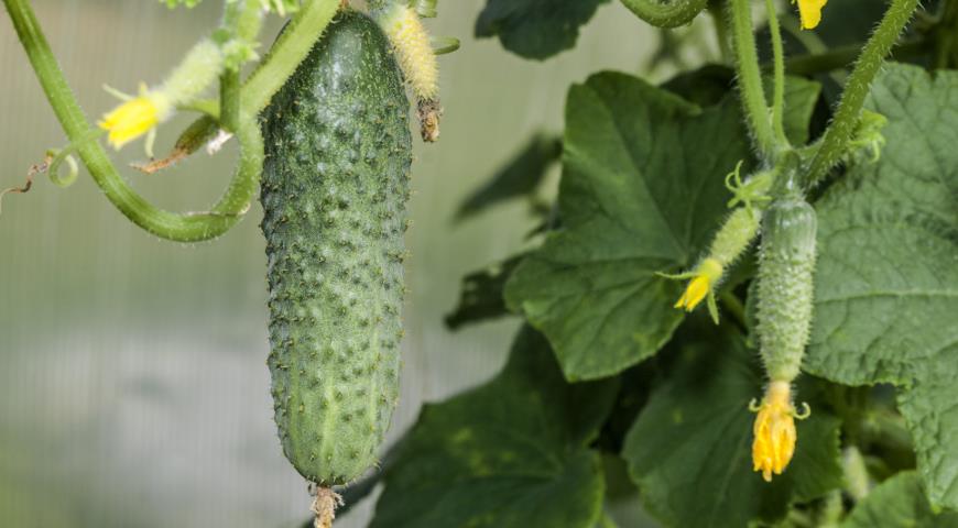 Stapsgewijze instructies voor het kiezen van variëteiten en hybriden van komkommers voor aanplant in het land