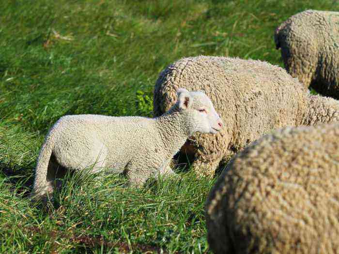 Vendée schapen