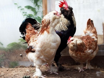 Vleesrassen van kippen