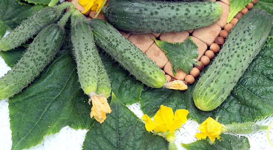 Wat is een parthenocarpische komkommerhybride?  Waar plant je ze: in een kas of in de volle grond?