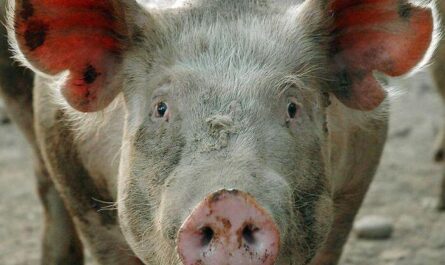 Wat is varkenssarcoptische schurft en hoe wordt het behandeld?