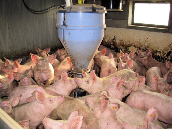 Wat zijn voedingssupplementen voor varkens?