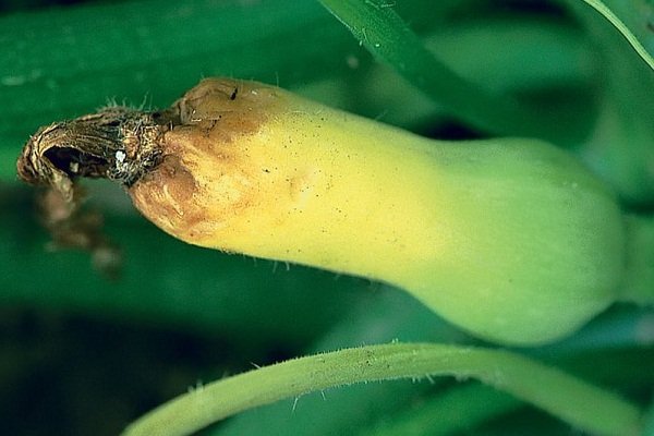 Welke ziekten en plagen zijn gevaarlijk voor courgette?