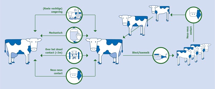 Anaplasmose bij runderen: manieren van infectie, symptomen, behandeling en preventie