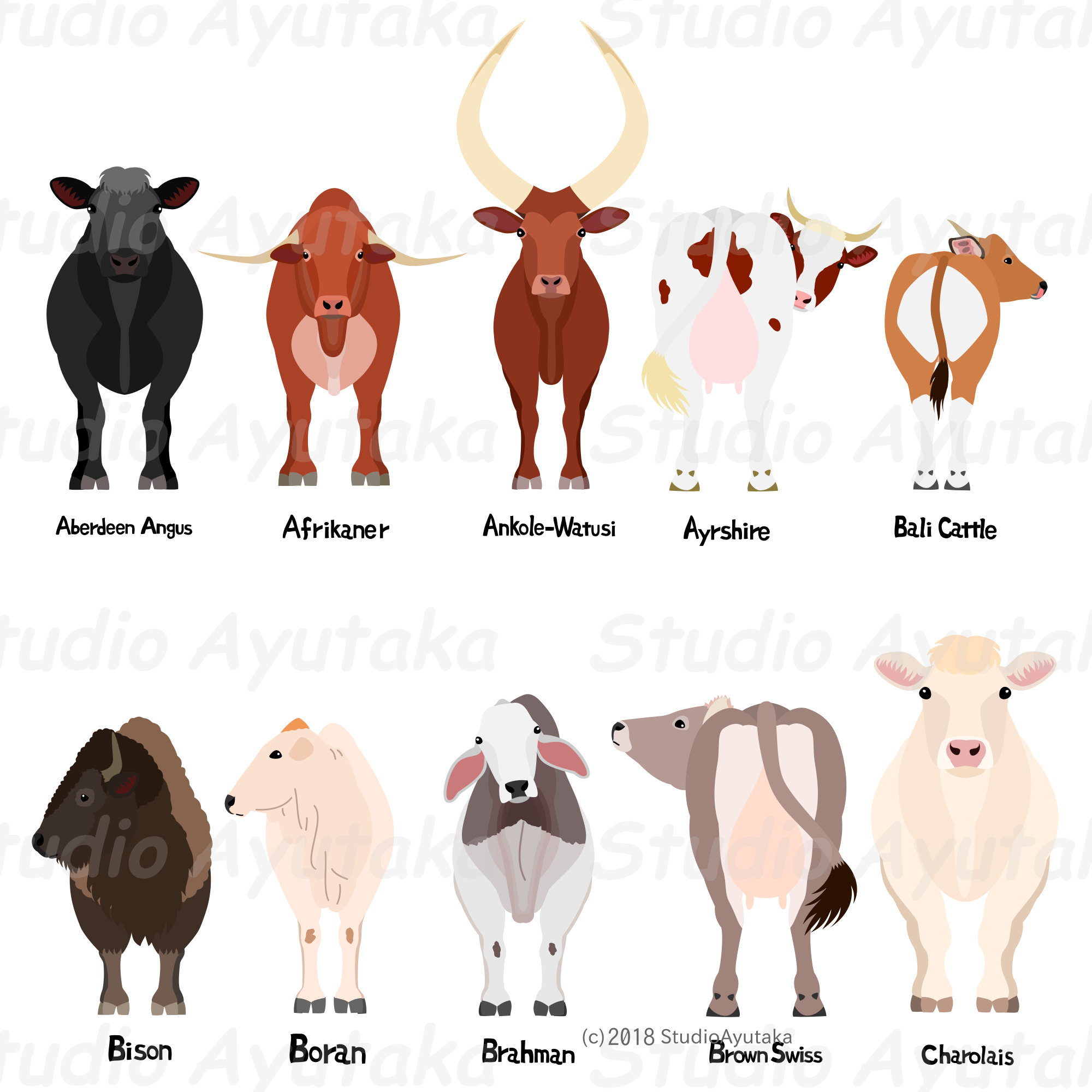 Ayrshire-koeienras