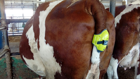 Baarmoederverzakking bij een koe