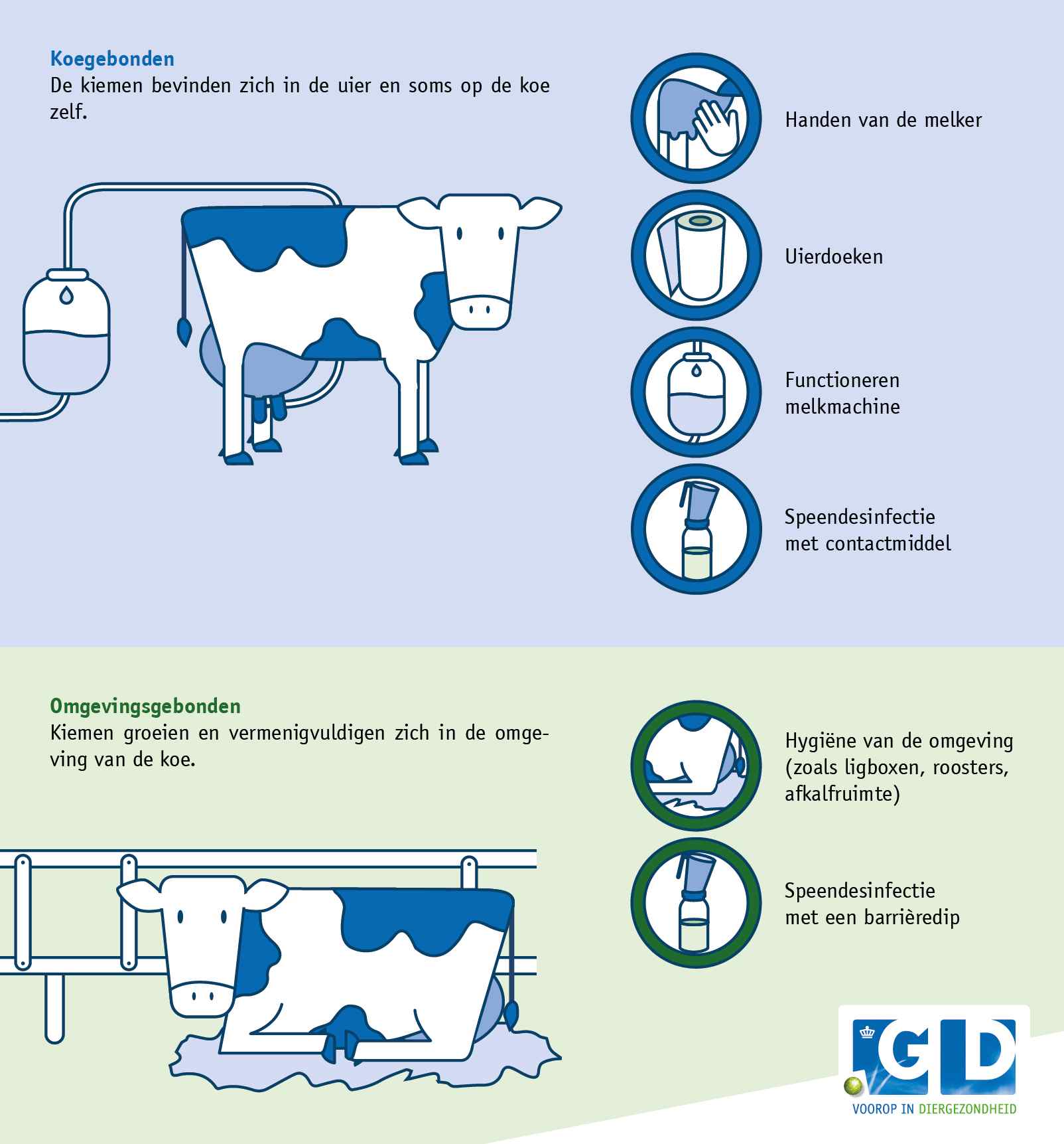 Behandeling van bursitis bij koeien