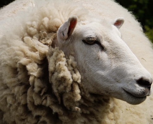 Behandeling van wormen bij schapen: medicijnen, detectie, behandeling