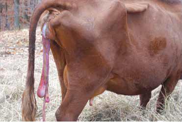 Detentie van de placenta bij koeien – tekenen, behandeling, preventie