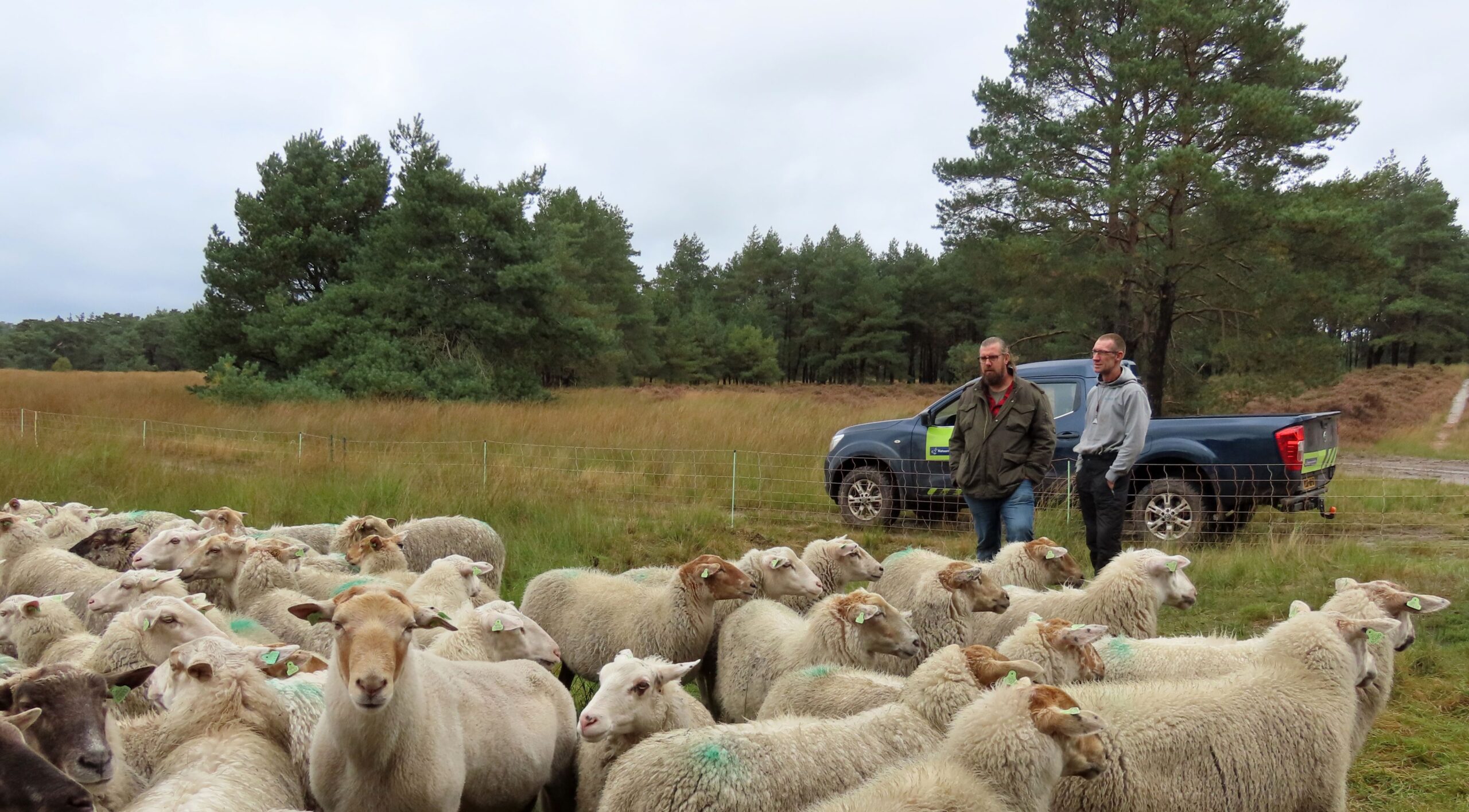 Elektronische herder voor schapen: voor- en nadelen, het proces van wennen aan schapen