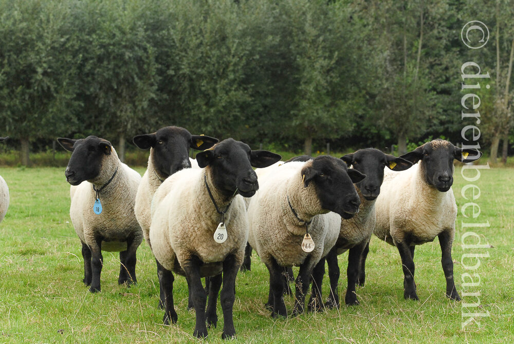Engels schapenras Suffolk: uiterlijk, beschrijving van schapen en rammen van het ras