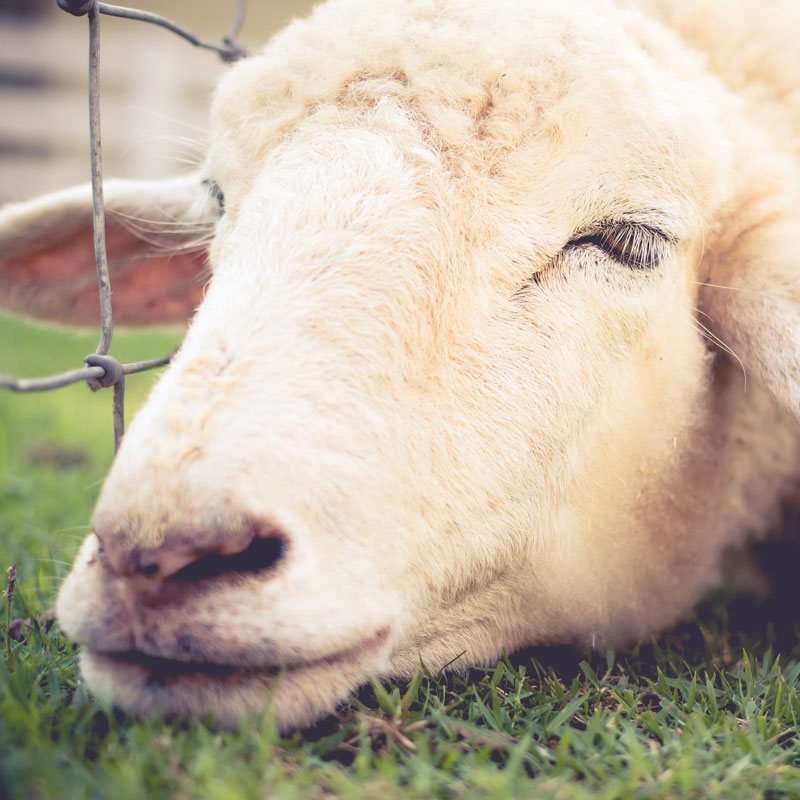 Estrosis van schapen – schapenpaardvlieg: diagnose, symptomen van de ziekte