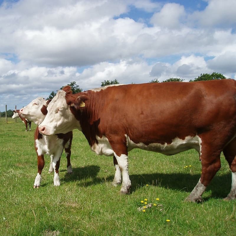 Hereford-koeienras