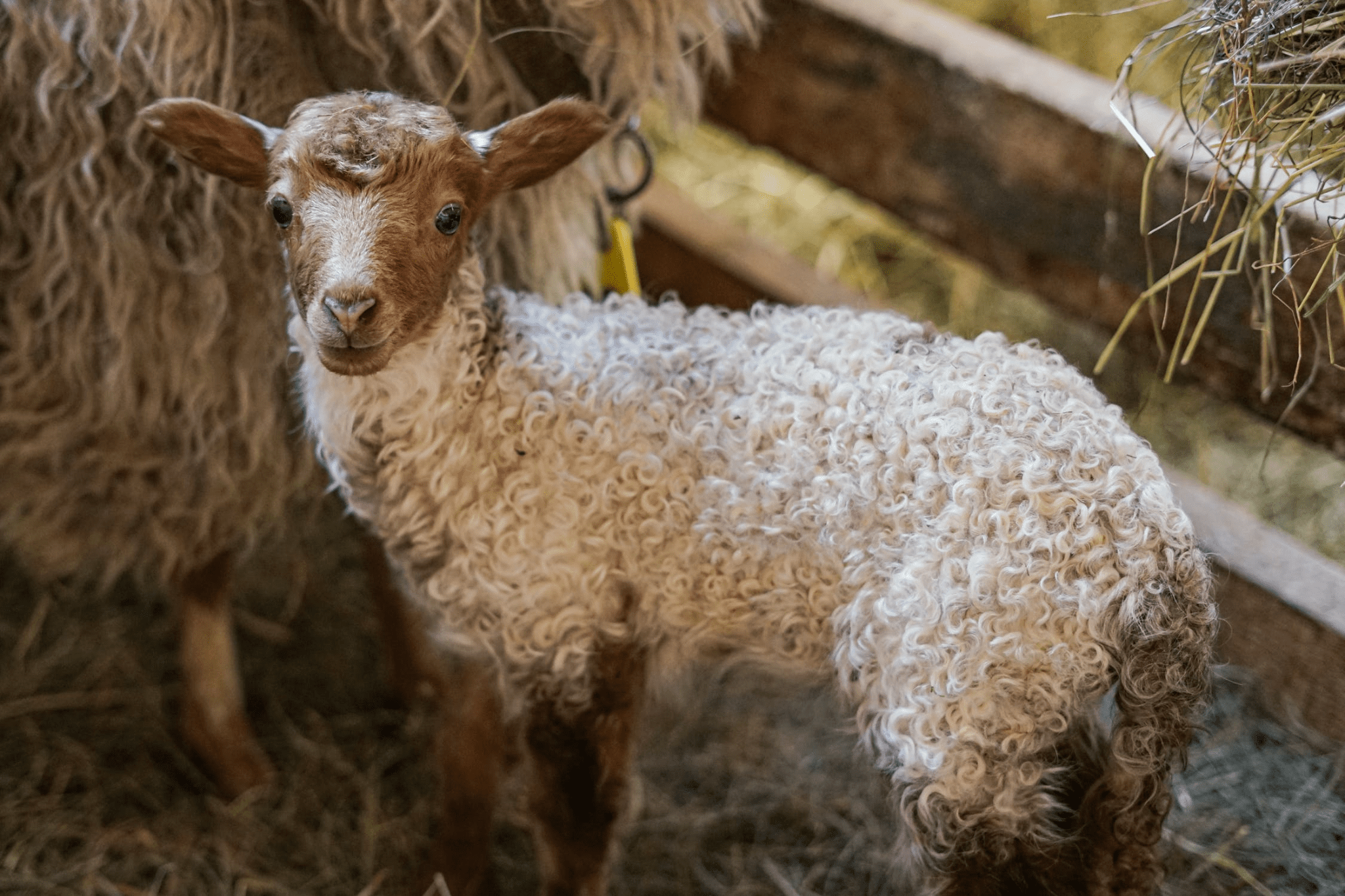 Hoe een gebouw te bouwen voor het houden van schapen: locatieselectie, gebiedsberekening