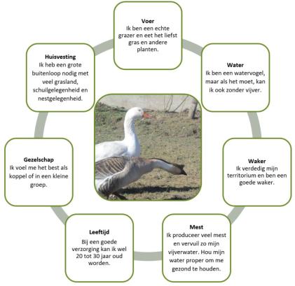 Hoe en hoe ganzen te voeren voor snelle groei voor vlees thuis
