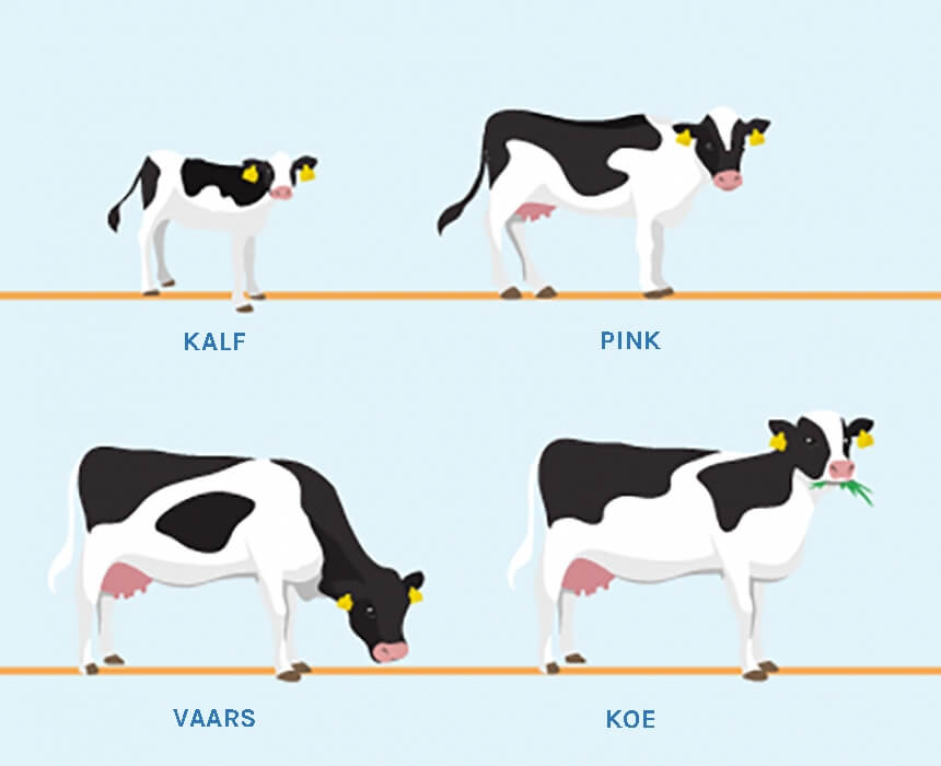 Hoe en wanneer kalft een koe en tekenen van haar nadering