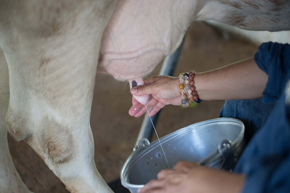 Hoe je een koe op de juiste manier melkt met een melkmachine