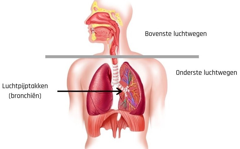 Hoe lamsvet te gebruiken om hoest bij volwassenen met bronchitis te genezen