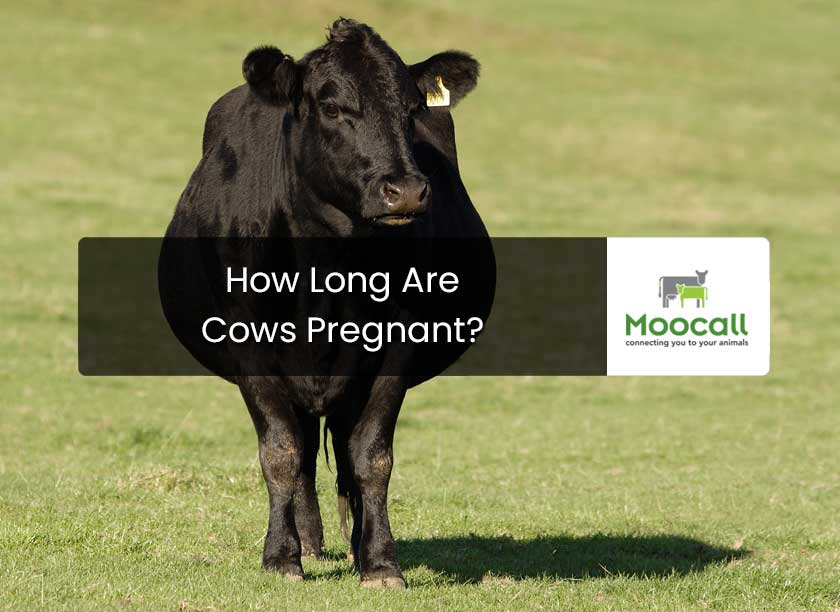 Hoe lang duurt de zwangerschap van een koe?