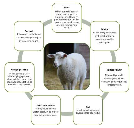 Hoe schapen en lammetjes te beschermen tegen teken