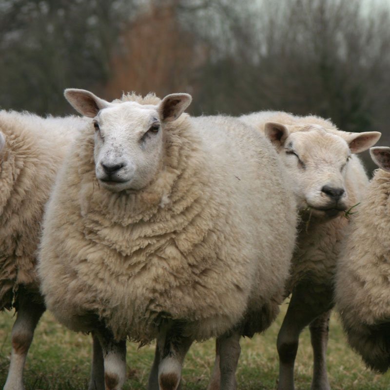 Hoe schapen op de juiste manier te fokken: puberteit en cyclus bij schapen, paring, hoe je erachter kunt komen wanneer een schaap loops is