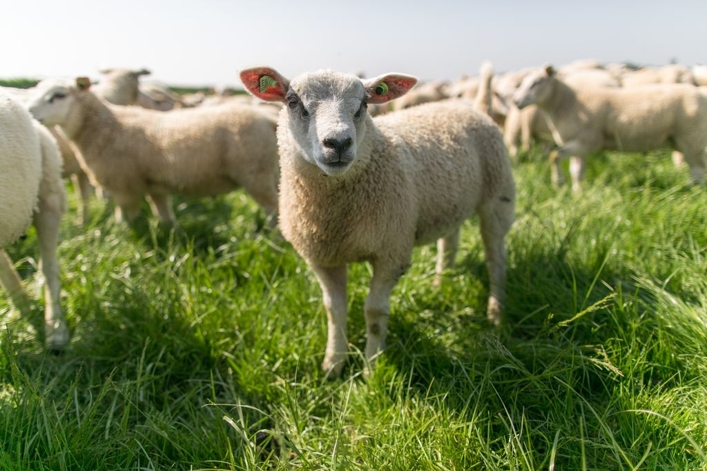 Hoe schapen op de juiste manier te voeren: in de winter, rammen fokken, na het lammeren, jonge dieren, voedingsnormen