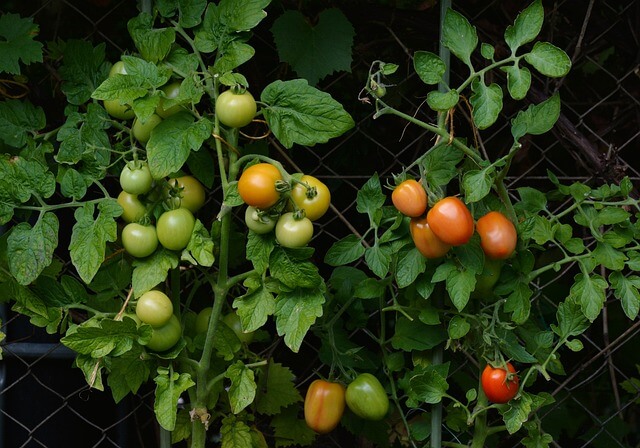 Hoe tomaten thuis te kweken: stapsgewijze instructies, verzorgingsfuncties