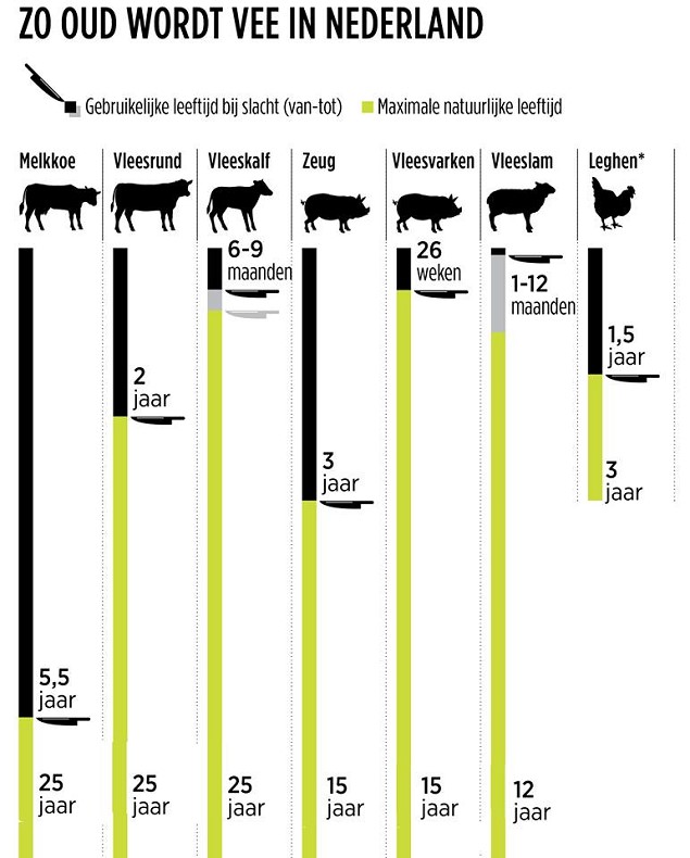 Hoeveel jaar leven koeien gemiddeld?
