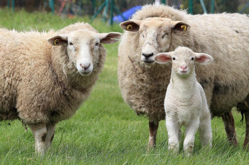 Hoeveel jaar leven tamme rammen en schapen?